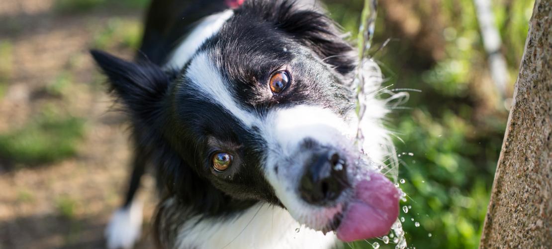 Dog drinking from tap