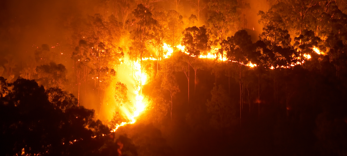 Fire line crossing through bushland in Queensland