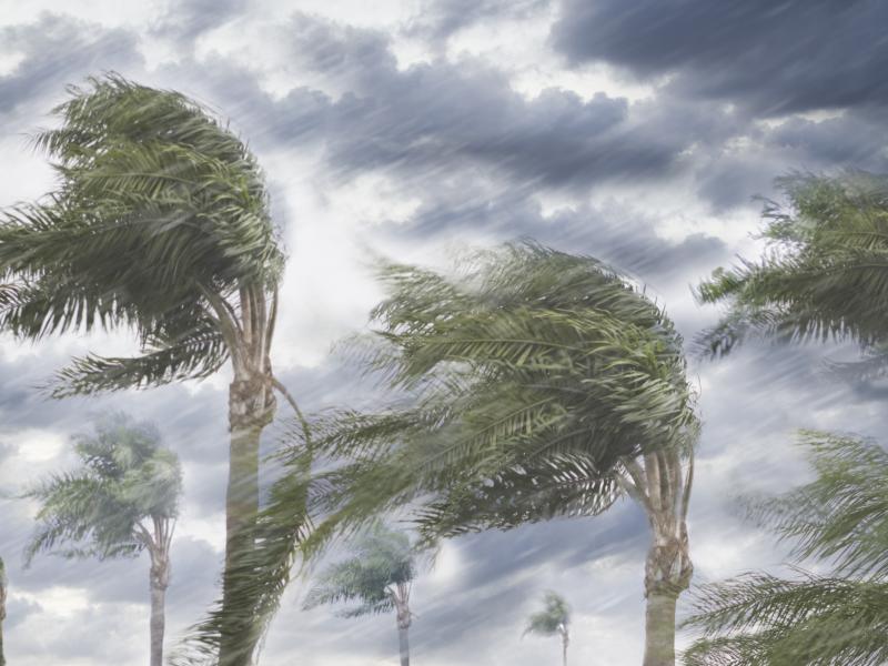 Palm trees in wind and rain