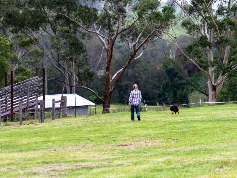 Farmer in paddock with dog